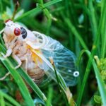 ‘cicada-geddon’:-17-estados-seran-invadidos-por-billones-de-insectos