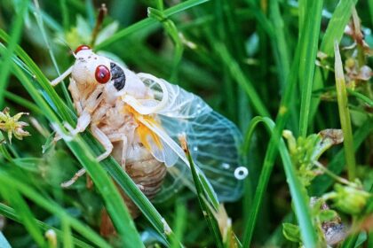 ‘cicada-geddon’:-17-estados-seran-invadidos-por-billones-de-insectos