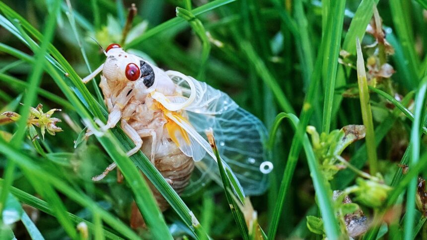 ‘cicada-geddon’:-17-estados-seran-invadidos-por-billones-de-insectos